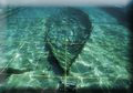 barco